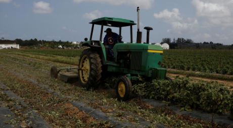 farmer destroys crops