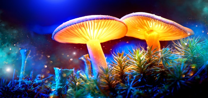 Investing in Psychedelic Treatments for Addiction